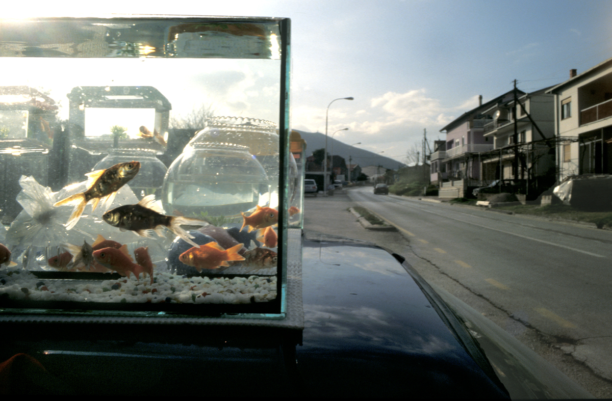 Photo of a tank of goldfish on a car hood. How We Rebuild