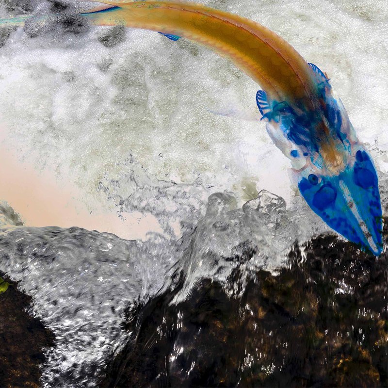 State We're In Water Robin Lasser